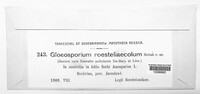 Gloeosporium roesteliicola image